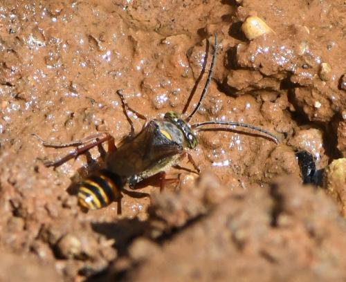 Réf. 237 354 : Sceliphron curvatum